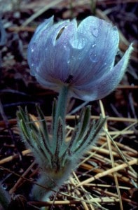 Pasqueflower at Haviland Lake, Colorado