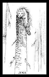 Framed. baby porcupine-001