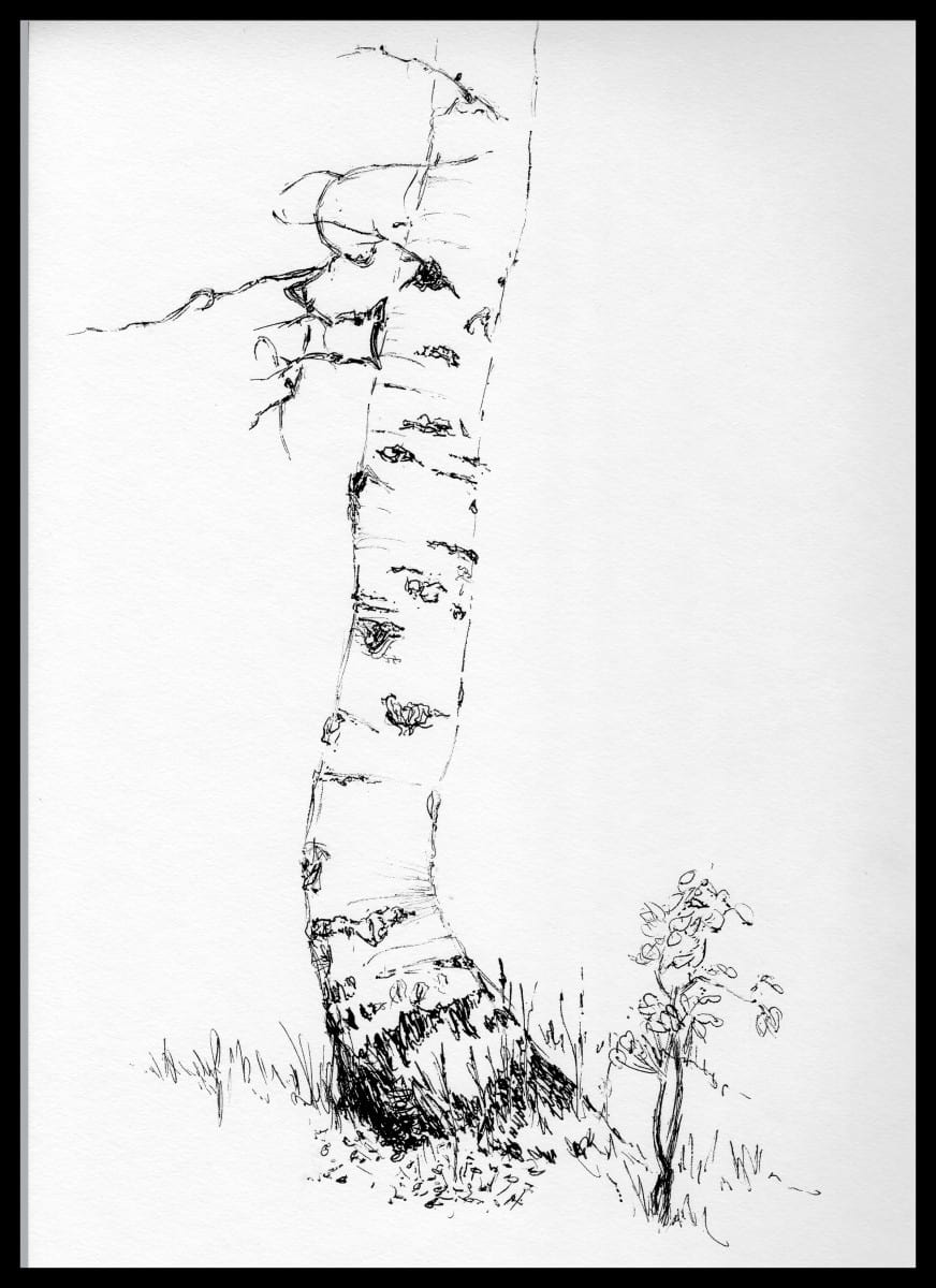 Tree Drawing PNG, Clipart, Aspen, Birch, Black And White, Branch, Clip Art  Free PNG Download