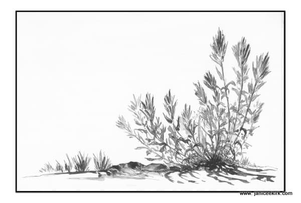 Out Sketching. Marmot Springs. Part 2. Indian Paintbrush Drawing Lesson